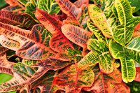 DSC0869 : 4 Stars, RHS Wisley, RAW