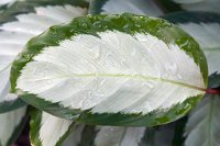 DSC0874 : 3 Stars, RHS Wisley, RAW