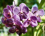 DSC0876 : 3 Stars, RHS Wisley, RAW