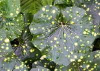 DSC0878 : 3 Stars, RHS Wisley, RAW