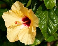 DSC0882 : 4 Stars, RHS Wisley, RAW