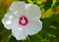 DSC0896 : 4 Stars, RHS Wisley, RAW