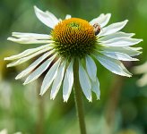 DSC0903 : 3 Stars, RHS Wisley, RAW