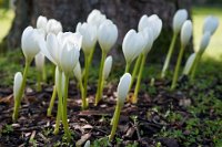 DSC0904 : 3 Stars, RHS Wisley, RAW