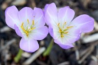 DSC0905 : 4 Stars, RHS Wisley, RAW