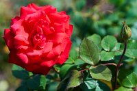 DSC0908 : 4 Stars, RHS Wisley, RAW