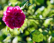 DSC0909 : 3 Stars, RHS Wisley, RAW