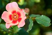 DSC0911 : 3 Stars, RHS Wisley, RAW