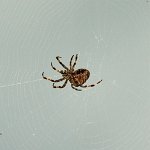 DSC0913 : 3 Stars, RHS Wisley, RAW