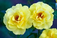 DSC0917 : 3 Stars, RHS Wisley, RAW