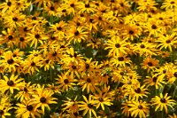 DSC0918 : 4 Stars, RHS Wisley, RAW