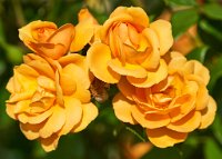 DSC0920 : 3 Stars, RHS Wisley, RAW