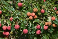 DSC0921 : 3 Stars, RHS Wisley, RAW