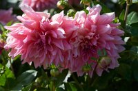 DSC0924 : 4 Stars, RHS Wisley, RAW