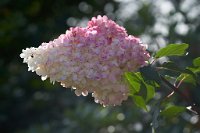 DSC0927 : 3 Stars, RHS Wisley, RAW