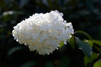 DSC0928 : 3 Stars, RHS Wisley, RAW