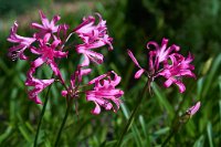 DSC0929 : 3 Stars, RHS Wisley, RAW