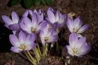 DSC0932 : 4 Stars, RHS Wisley, RAW