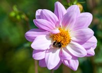 DSC0934 : 4 Stars, RHS Wisley, RAW