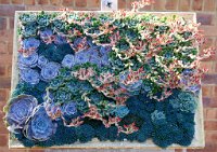 DSC0938 : 3 Stars, RHS Wisley, RAW