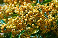 DSC0945 : 3 Stars, RHS Wisley, RAW