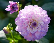 DSC0950 : 3 Stars, RHS Wisley, RAW