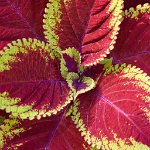 DSC0955 : 3 Stars, RHS Wisley, RAW