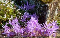 DSC0963 : 3 Stars, RHS Wisley, RAW