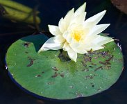 DSC0964 : 3 Stars, RHS Wisley, RAW