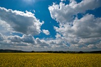 K20D3516 edited-1 : RAW, Rape, Barley & May