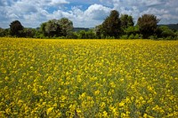 K20D3522 edited-1 : RAW, Rape, Barley & May