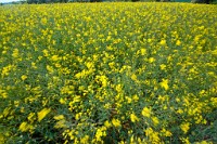 K20D3525 edited-1 : RAW, Rape, Barley & May