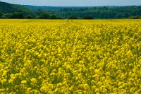 K20D3531 edited-1 : RAW, Rape, Barley & May