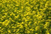 K20D3539 edited-1 : RAW, Rape, Barley & May