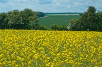 K20D3540 edited-1 : RAW, Rape, Barley & May