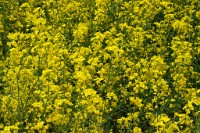 K20D3554 edited-1 : RAW, Rape, Barley & May