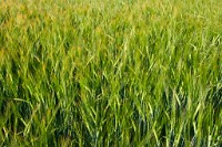 K20D3794 edited-1 : 3 Stars, RAW, Rape, Barley & May