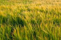 K20D3795 edited-1 : 3 Stars, RAW, Rape, Barley & May