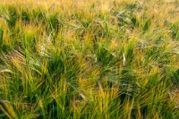 K20D3796 edited-1 : 3 Stars, RAW, Rape, Barley & May