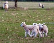 K20D2912 edited-1 : 3 Stars, RAW, Spring 2010