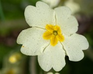 K20D2947 edited-1 : 3 Stars, RAW, Spring 2010