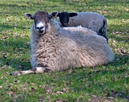 K20D2951 edited-1 : 3 Stars, RAW, Spring 2010