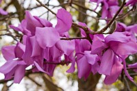 K20D2972 edited-1 : 3 Stars, RAW, Spring 2010