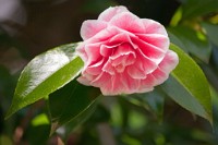 K20D2979 edited-1 : 3 Stars, RAW, Spring 2010