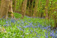 K20D3293 edited-1 : 3 Stars, RAW, Spring 2010