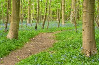 K20D3295 edited-1 : 3 Stars, RAW, Spring 2010