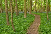 K20D3297 edited-1 : 3 Stars, RAW, Spring 2010