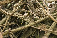 PK5 2486 : 3 Stars, High Quality, In Focus, RAW, Standen