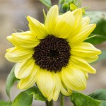 PK5 2490 : 4 Stars, Blurred, High Quality, RAW, Standen