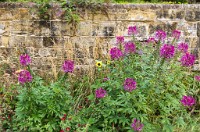 PK5 2491 : 3 Stars, High Quality, In Focus, Low Contrast, RAW, Standen